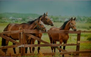 Horse Equestrian Homes for Sale
